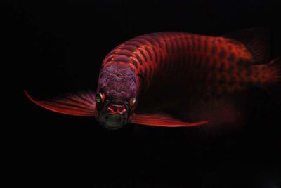 綠皮紅龍魚發色過程分析圖：\"綠皮紅龍魚發色過程分析圖