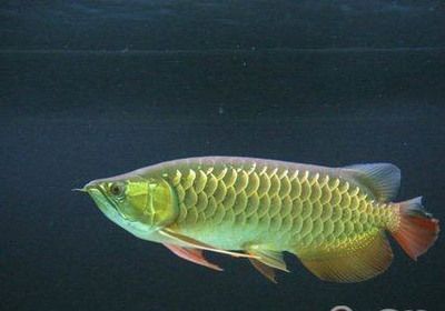 龍魚怎樣才兇猛(龍魚如何飼養得更兇猛) 龍魚百科 第5張 龍魚怎樣才兇猛(龍魚如何飼養得更兇猛) 龍魚怎樣才兇猛(龍魚如何飼養得更兇猛) 龍魚百科 第5張