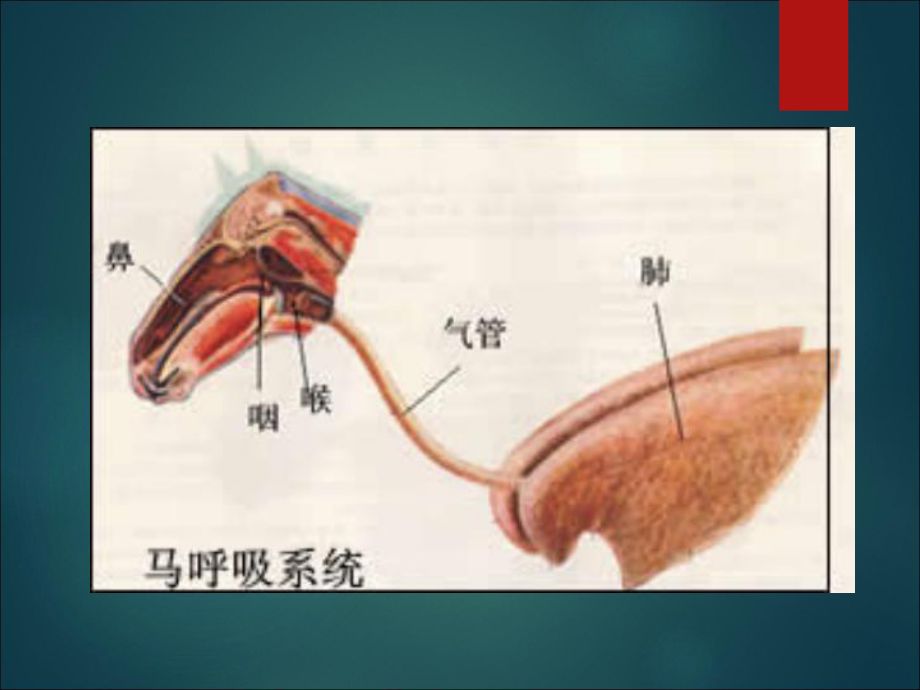 龍魚爛鼻孔：如何判斷龍魚爛鼻孔的嚴重程度
