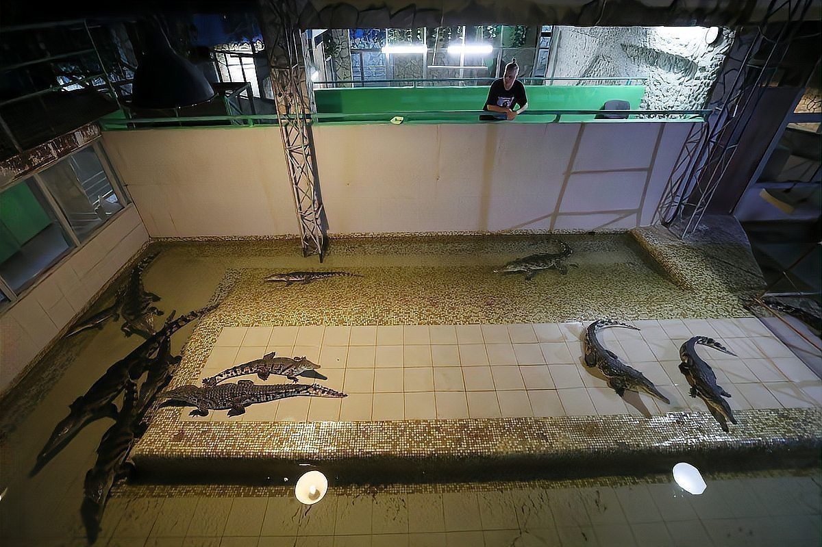 九角恐龍魚吃什么長得快 九角恐龍魚吃什么長得快 龍魚百科 第9張