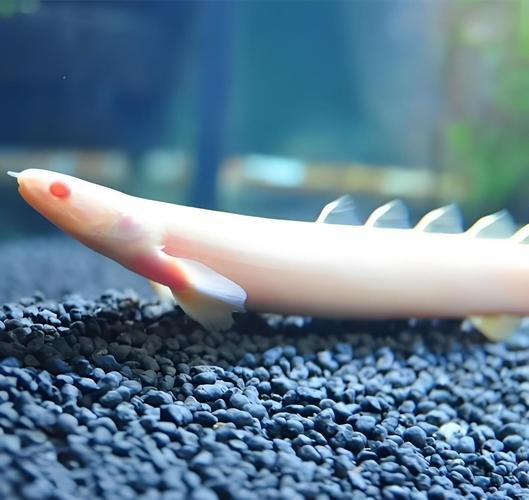 九角恐龍魚吃什么長得快 九角恐龍魚吃什么長得快 龍魚百科 第3張