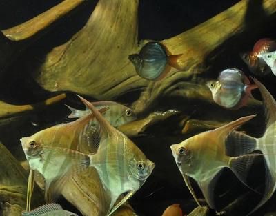 龍魚叫什么名字好聽一點：為龍魚起名字的建議