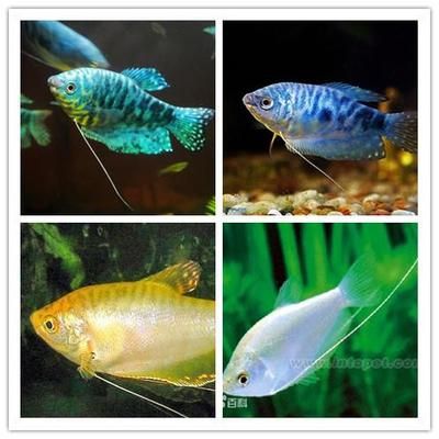 龍魚叫什么名字好聽一點：為龍魚起名字的建議