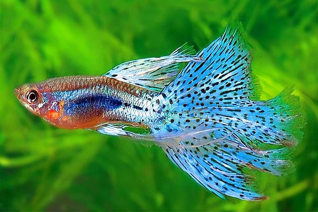 龍魚魚缸晚上用開燈嗎