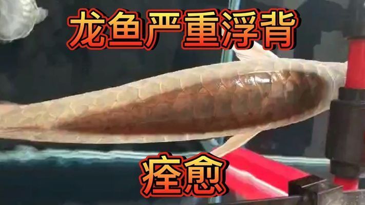 龍魚運輸浮背（龍魚運輸浮背是怎么回事）