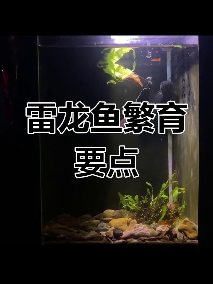 如何設置鬼王雷龍魚的繁殖環境？ 如何設置鬼王雷龍魚的繁殖環境？ 龍魚百科 第2張