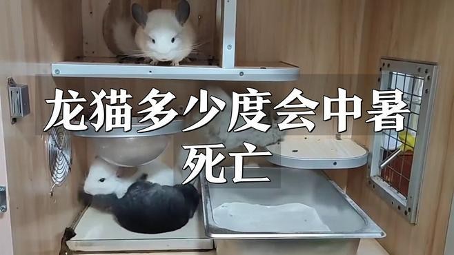 龍貓中暑的死亡率有多高？