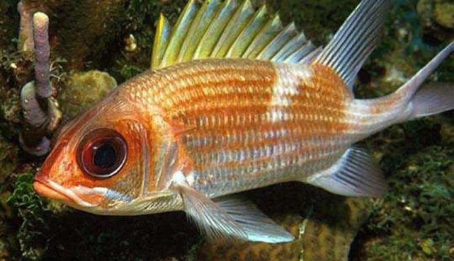龍魚鰓蟲用什么藥（藥物治療龍魚鰓蟲時(shí)，使用溫度療法時(shí)需謹(jǐn)慎操作）