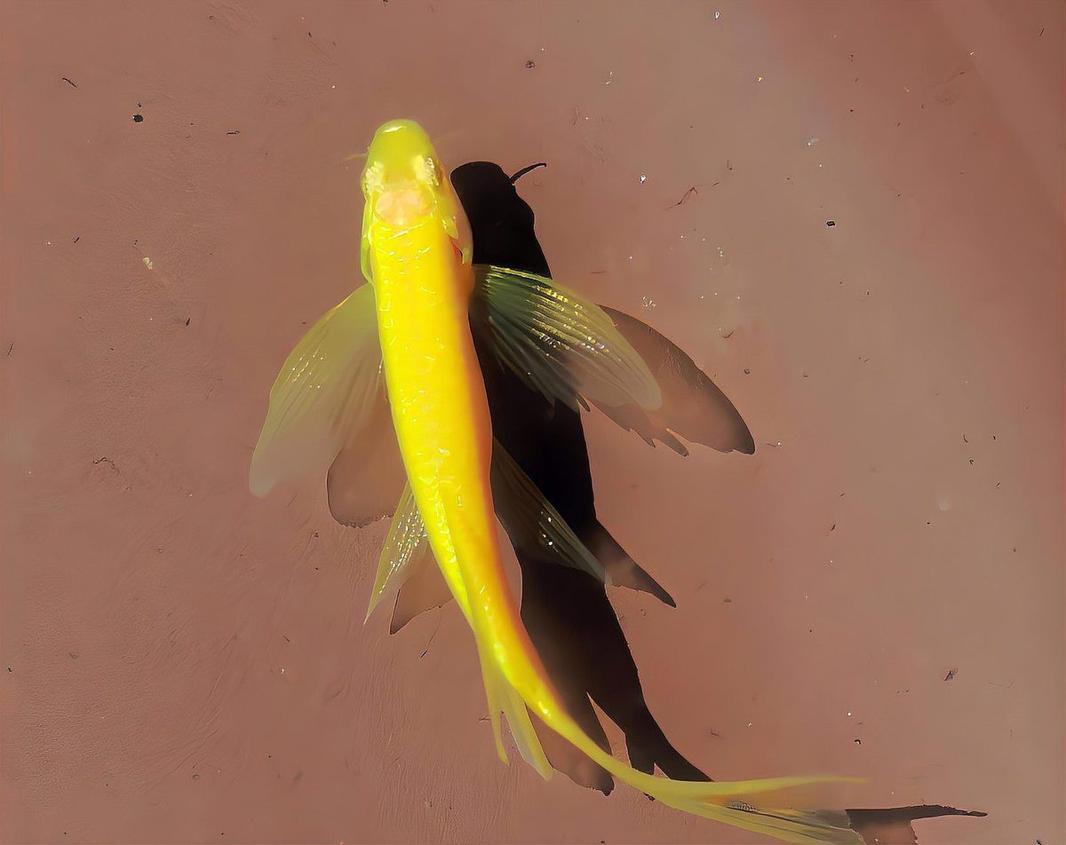 為什么龍魚老是咬飛鳳魚