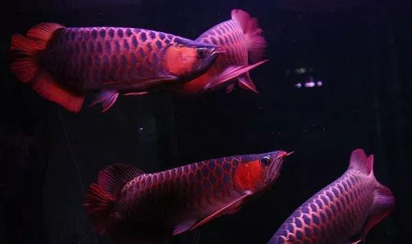 為什么龍魚老是咬飛鳳魚