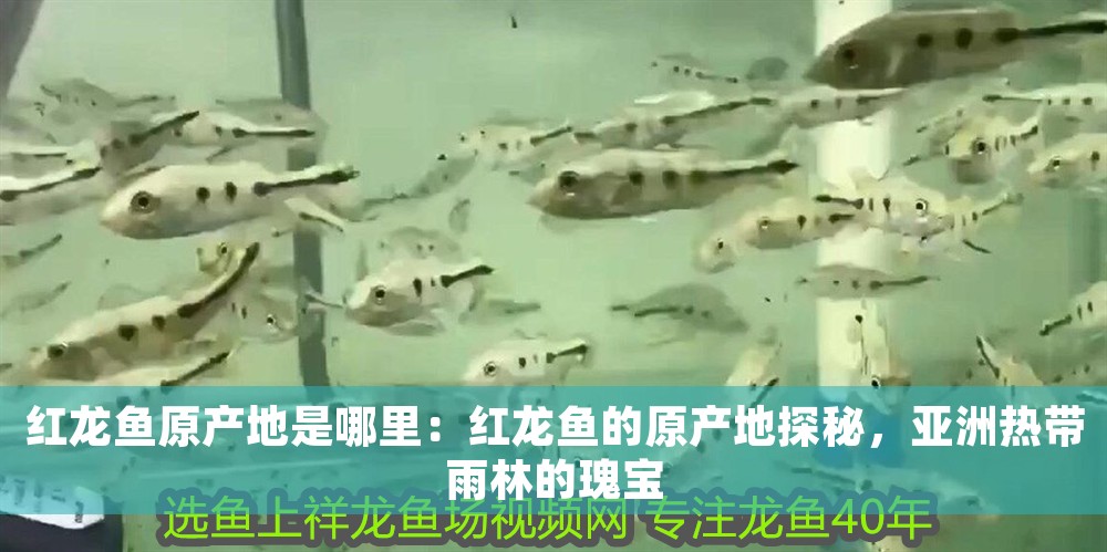 紅龍魚原產地是哪里：紅龍魚的原產地探秘，亞洲熱帶雨林的瑰寶