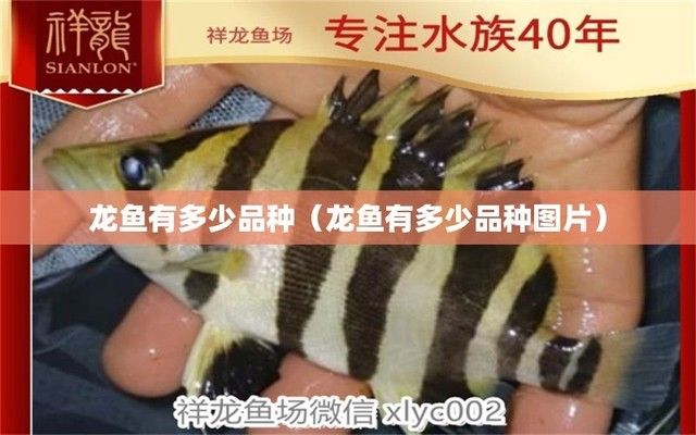龍魚都有哪些品種與種類（龍魚的主要品種和種類）
