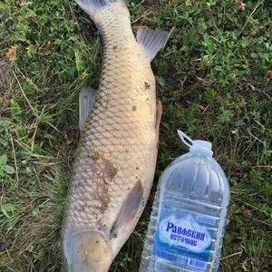 祥龍漁場的龍魚怎樣釣的視頻：對不起，我無法找到祥龍漁場的龍魚釣法視頻,我建議你嘗試 祥龍漁場的龍魚怎樣釣的視頻：對不起，我無法找到祥龍漁場的龍魚釣法視頻,我建議你嘗試 龍魚百科 第2張