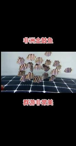 非洲金鼓能和龍魚混養嗎圖片視頻大全