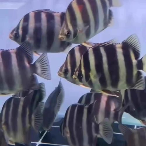 非洲金鼓能和龍魚混養嗎圖片視頻大全