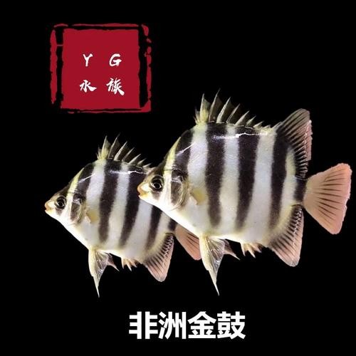 非洲金鼓能和龍魚混養嗎圖片視頻大全