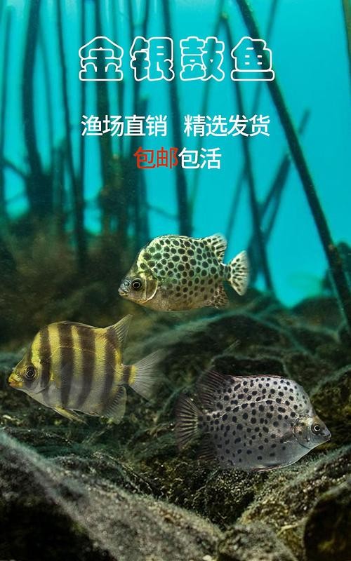 非洲金鼓能和龍魚混養嗎圖片視頻大全