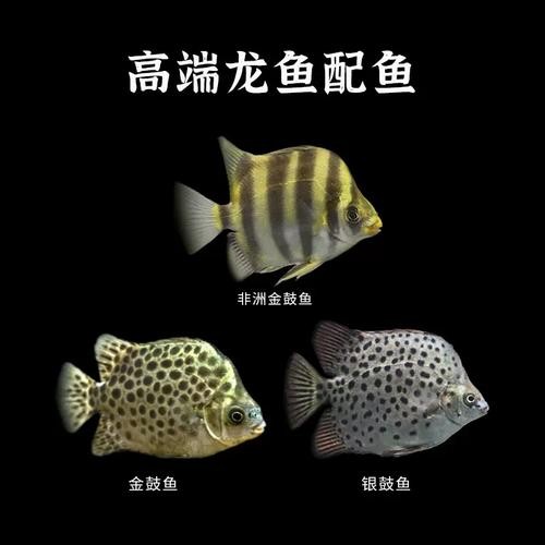 非洲金鼓能和龍魚混養嗎圖片視頻大全