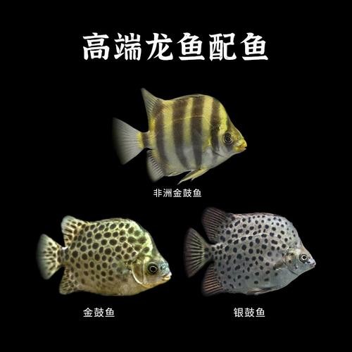 非洲金鼓能和龍魚混養嗎圖片視頻大全