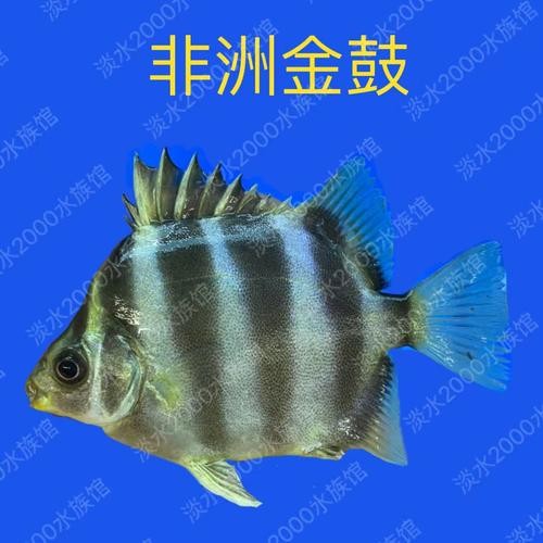 非洲金鼓能和龍魚混養嗎圖片視頻大全