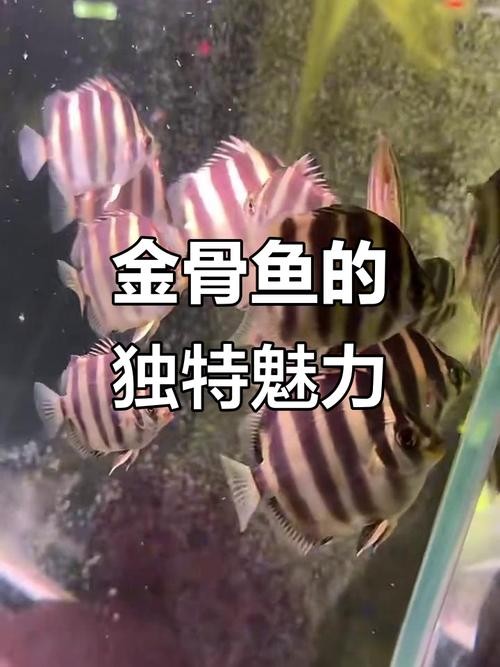 非洲金鼓能和龍魚混養嗎圖片視頻大全