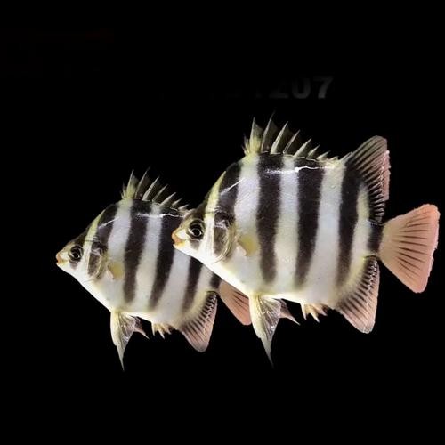 非洲金鼓能和龍魚混養嗎圖片視頻大全