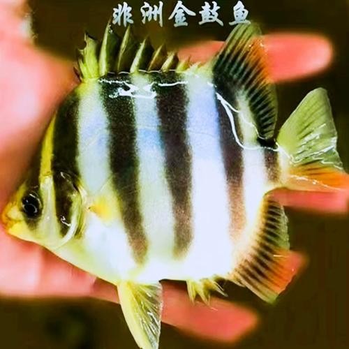 非洲金鼓能和龍魚混養嗎圖片視頻大全