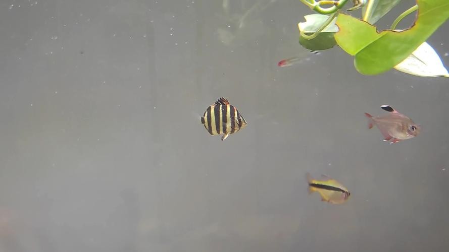 非洲金鼓能和龍魚混養嗎圖片視頻大全