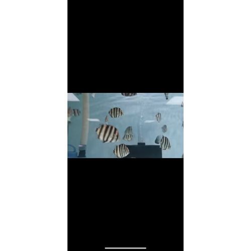 非洲金鼓能和龍魚混養嗎圖片視頻大全