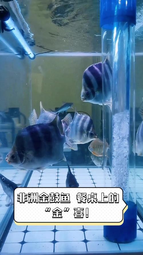 非洲金鼓能和龍魚混養嗎圖片視頻大全