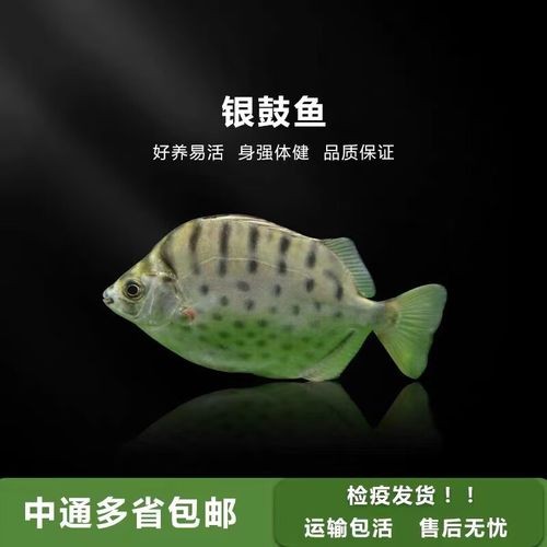 非洲金鼓能和龍魚混養嗎圖片視頻大全