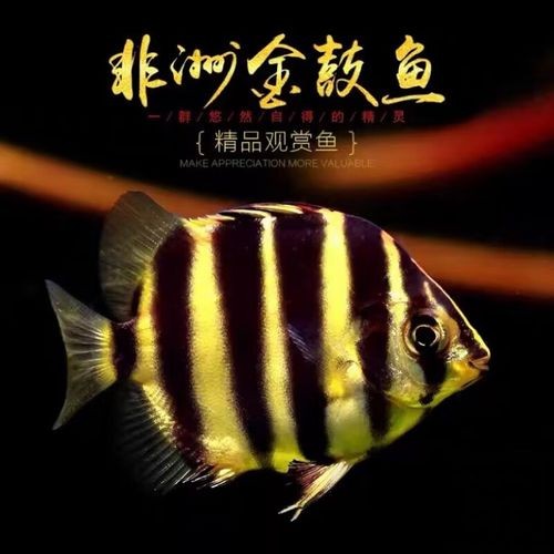 非洲金鼓能和龍魚混養嗎圖片視頻大全