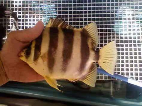 非洲金鼓能和龍魚混養嗎圖片視頻大全