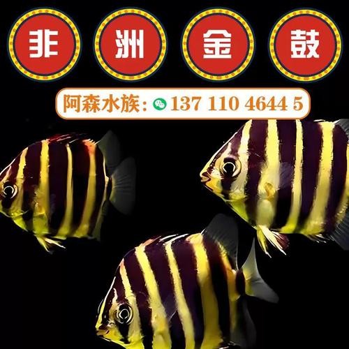 非洲金鼓能和龍魚混養嗎圖片視頻大全