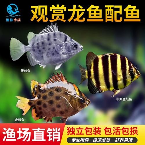 非洲金鼓能和龍魚混養嗎圖片視頻大全