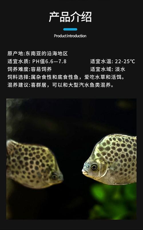 非洲金鼓能和龍魚混養嗎圖片視頻大全