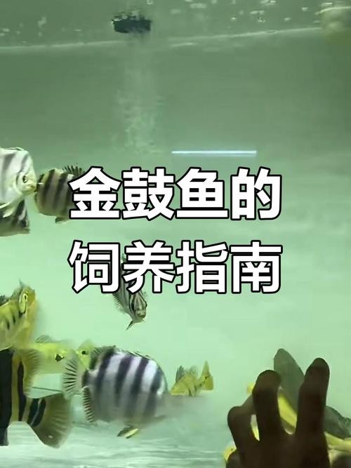非洲金鼓能和龍魚混養嗎圖片視頻大全