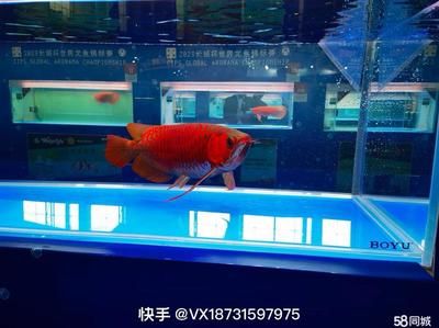 西安魚缸定做祥龍魚場代理店地址（西安觀賞魚市場在哪里-祥龍魚場） 西安魚缸定做祥龍魚場代理店地址（西安觀賞魚市場在哪里-祥龍魚場） 龍魚百科 第2張