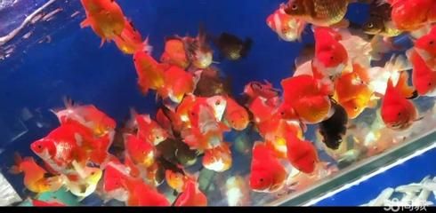 西安魚缸定做祥龍魚場代理店地址（西安觀賞魚市場在哪里-祥龍魚場） 西安魚缸定做祥龍魚場代理店地址（西安觀賞魚市場在哪里-祥龍魚場） 龍魚百科 第3張