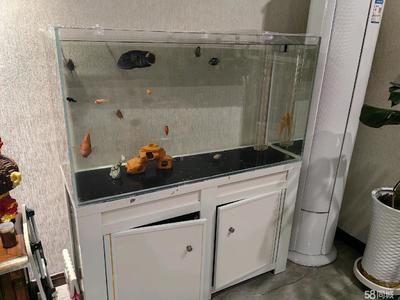 西安魚缸定做祥龍魚場代理店地址（西安觀賞魚市場在哪里-祥龍魚場） 西安魚缸定做祥龍魚場代理店地址（西安觀賞魚市場在哪里-祥龍魚場） 龍魚百科 第1張