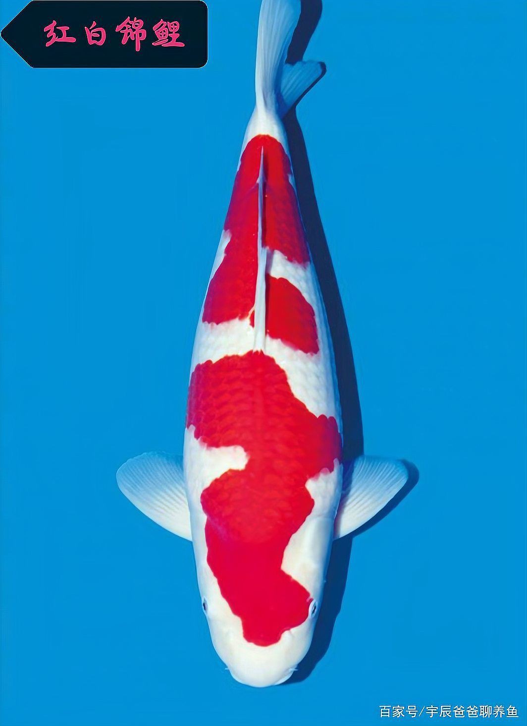 錦鯉魚(yú)排名前十名 錦鯉魚(yú)排名前十名 龍魚(yú)百科 第4張