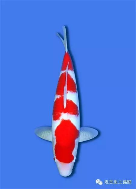 錦鯉魚(yú)排名前十名 錦鯉魚(yú)排名前十名 龍魚(yú)百科 第1張