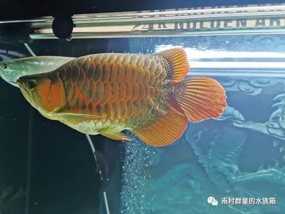 蘭州金龍魚總公司地址 蘭州金龍魚總公司地址 龍魚百科 第2張
