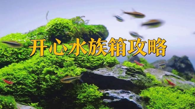 開(kāi)心水族箱魚(yú)