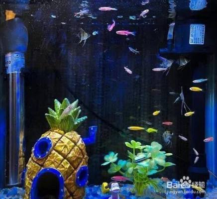 龍魚(yú)烤色燈的使用時(shí)間（白天使用烤色燈有什么好處？）