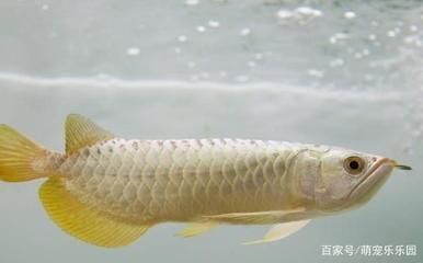 龍魚移缸：龍魚移缸步驟