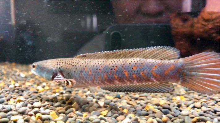 國內雷龍魚有幾個品種(國內雷龍魚品種數量較多) 龍魚百科 第4張 國內雷龍魚有幾個品種(國內雷龍魚品種數量較多) 國內雷龍魚有幾個品種(國內雷龍魚品種數量較多) 龍魚百科 第4張