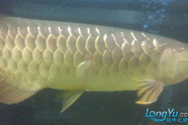 龍魚對水流速度的要求：關于龍魚對水流速度的要求