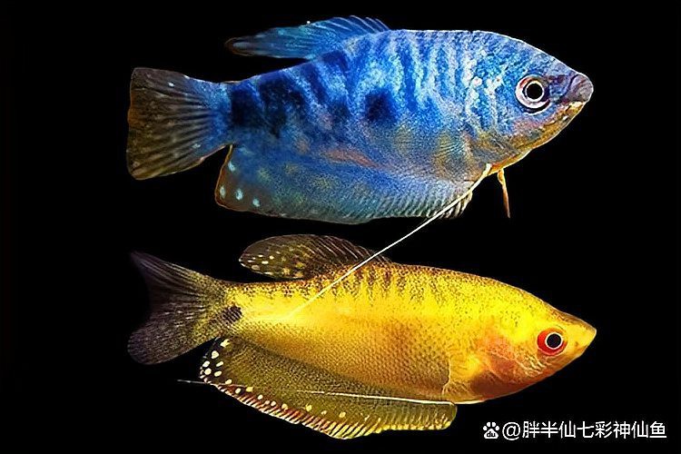 混養(yǎng)曼龍魚需要多大的魚缸？