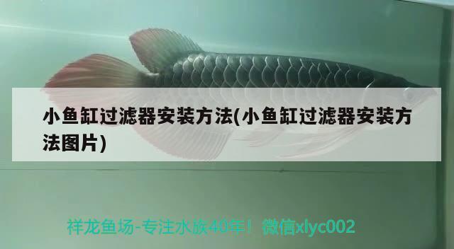 虎紋恐龍魚(yú)怎么養(yǎng)殖方法(虎紋恐龍魚(yú)生長(zhǎng)速度)